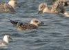 Yellow-legged Gull at Paglesham Lagoon (Steve Arlow) (52166 bytes) Yellow-legged Gull at Paglesham Lagoon (Steve Arlow) (52166 bytes)